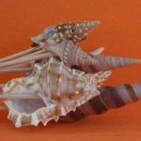 Brochettes Coquillages