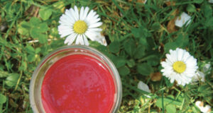 panna cotta framboises