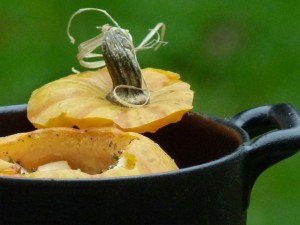 oeuf surprise dans miniature de courge et cassolette revol