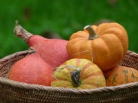 courges miniatures halloween recettes